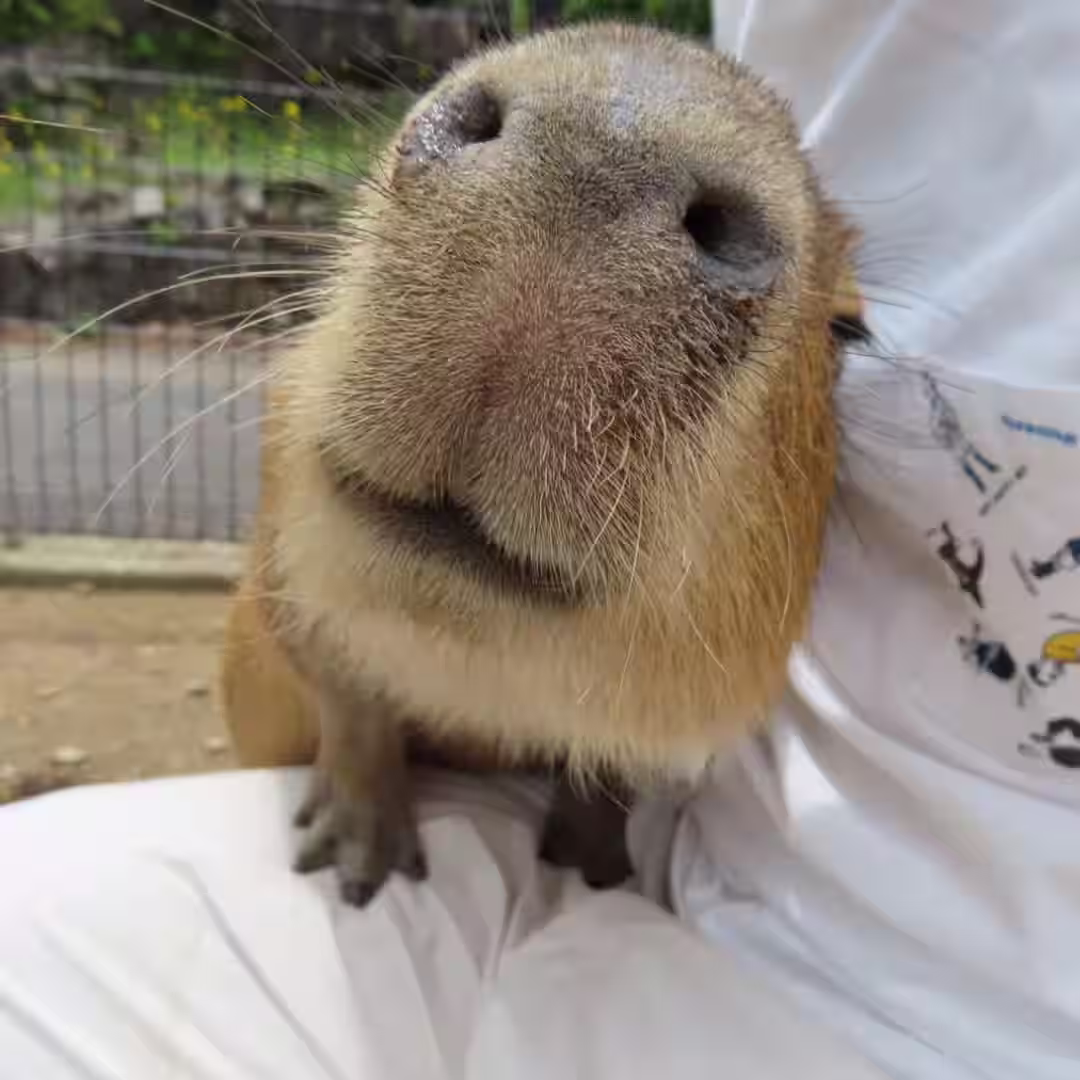 capibara 1