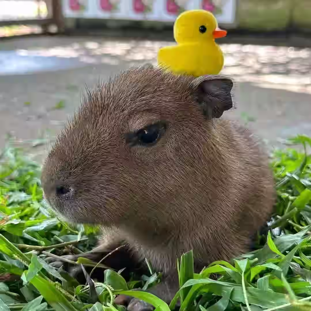 capibara 12