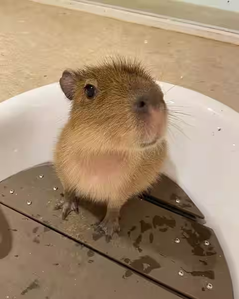 capibara 2