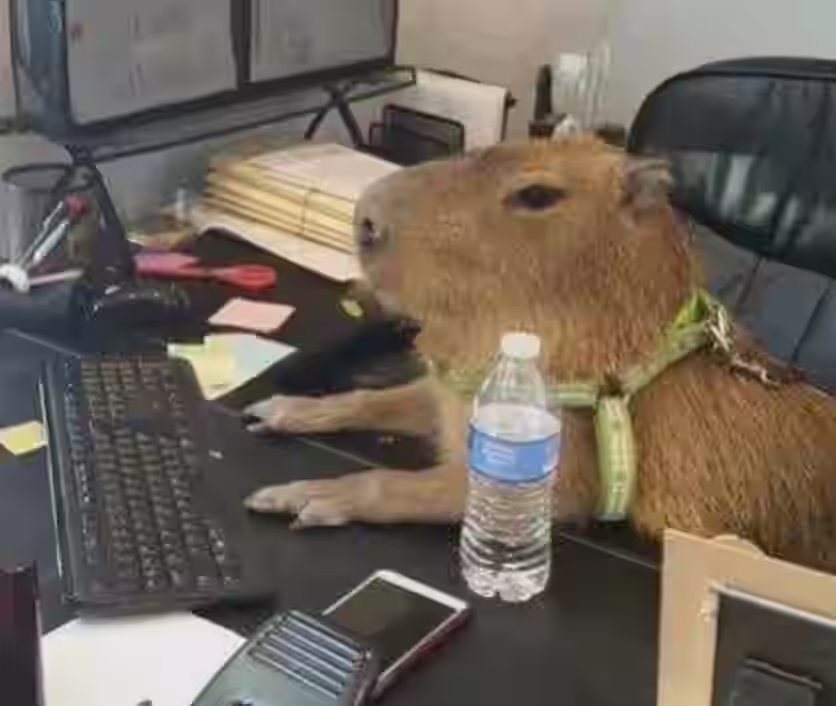 capibara 22