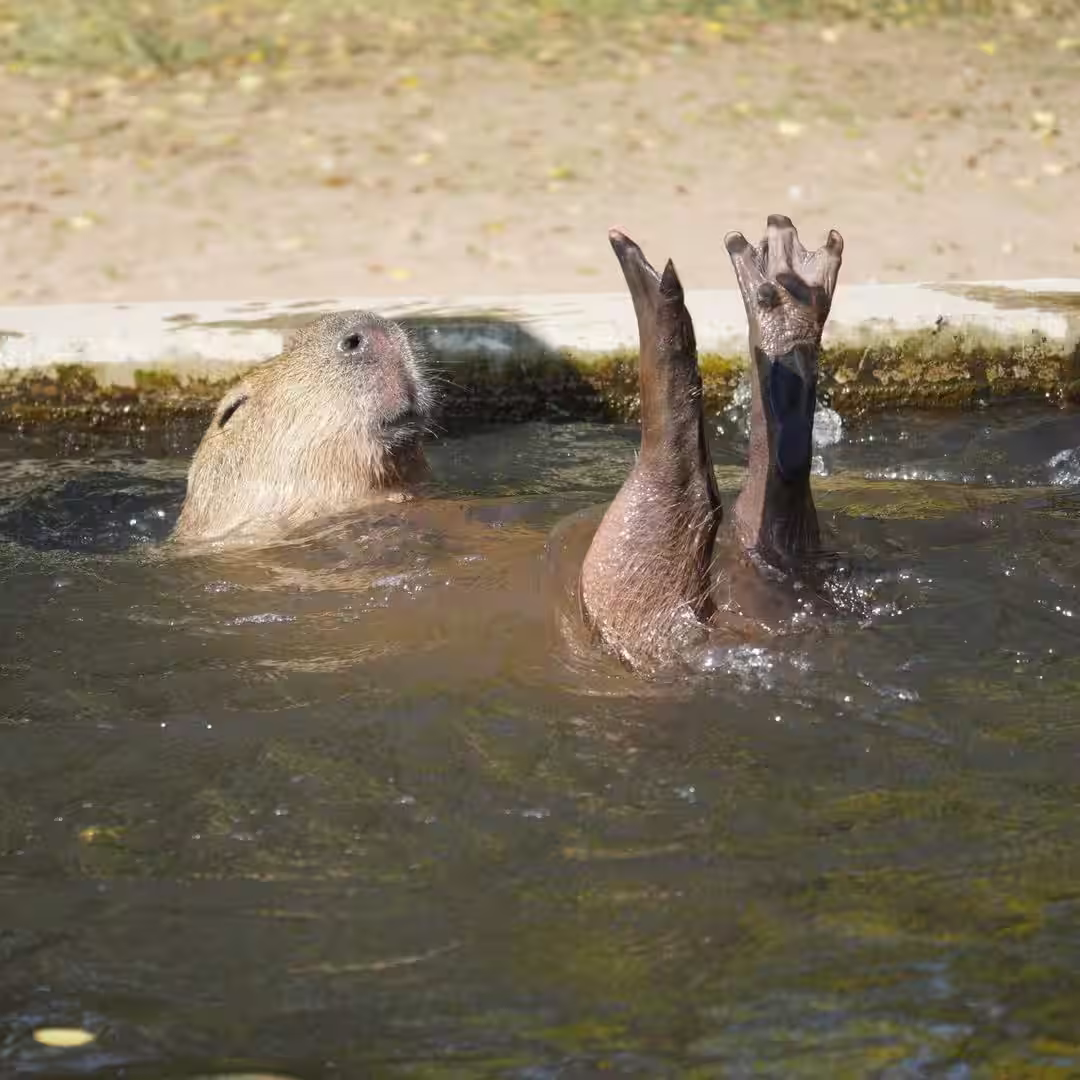 capibara 4
