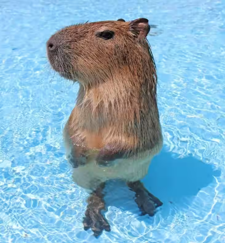 capibara 5