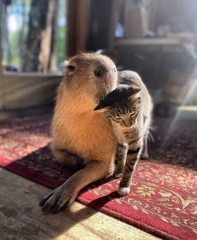 capibara 8